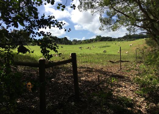 Photographic example of proportion. This is an image of the Farmland in Kauai.