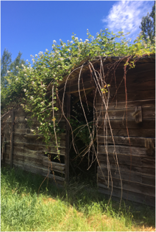 Barn with blackberry brambles overgrowing it. This image illustrates the importance of spatial arrangements in photography.