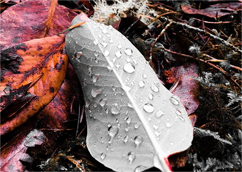 Black-and-white leaf surrounded by red background shows an abstract composition.