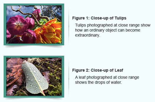 Close-up images of Tulips and a leaf with droplets of water on it.